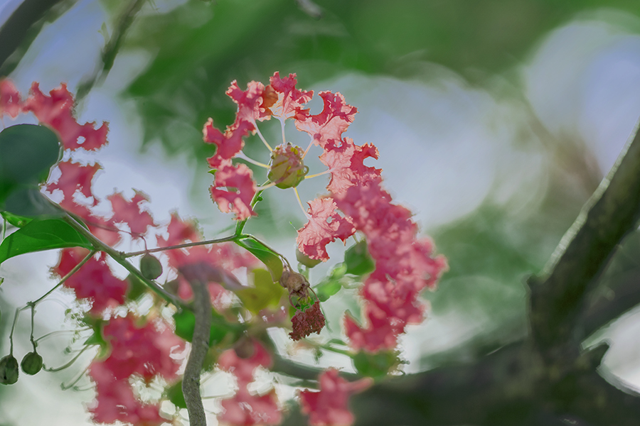 DSC01231 夏の思い出 百日紅-2