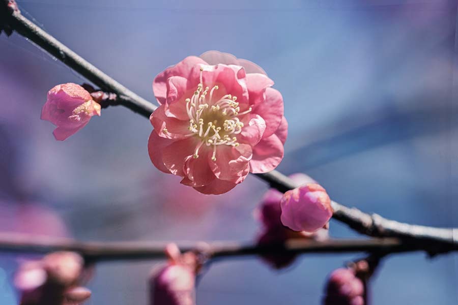 DSC00342. 春へ覚醒