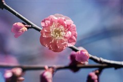 DSC00342. 春へ覚醒