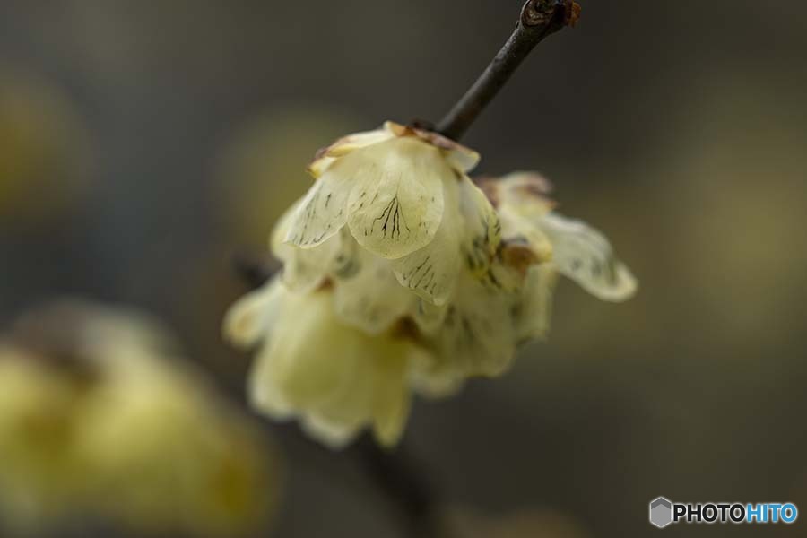 DSC06874. 斑入りの素芯蠟梅？-2