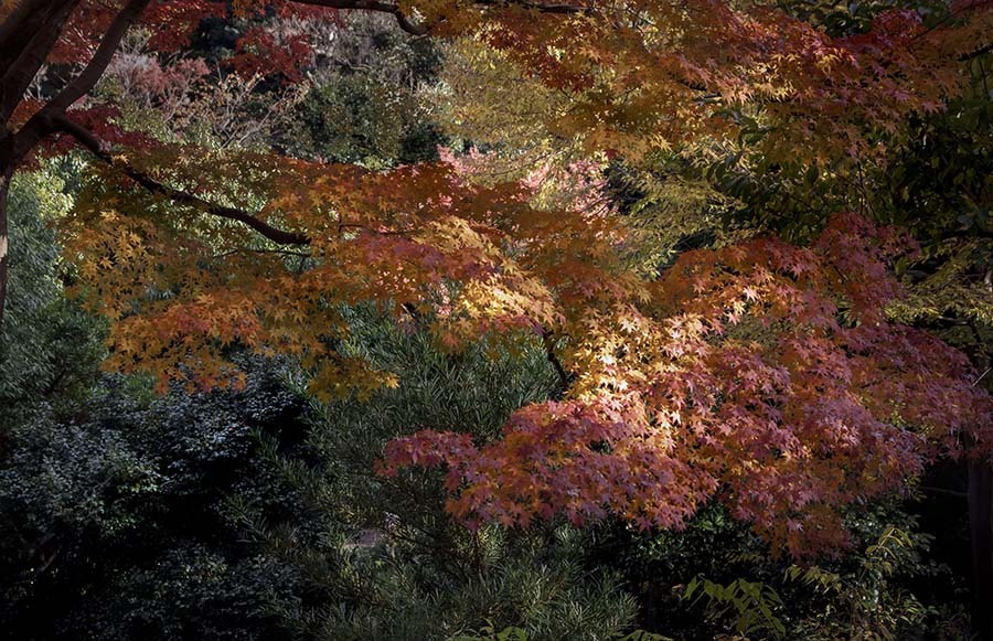 DSC06418. 残照と紅葉