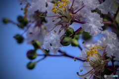 DSC05837  冬からの使者 白い妖精