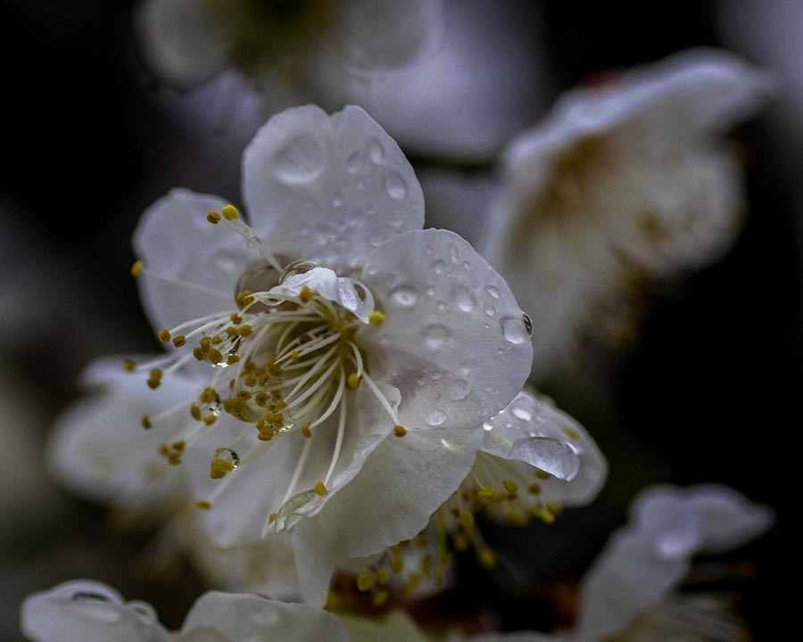 DSC07277 花に雨もようは春近し