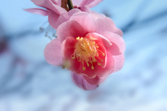 DSC00572.  陽春