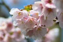 DSC08005-安行桜-2