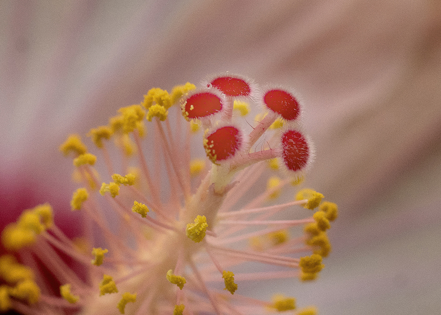 花粉でお化粧？