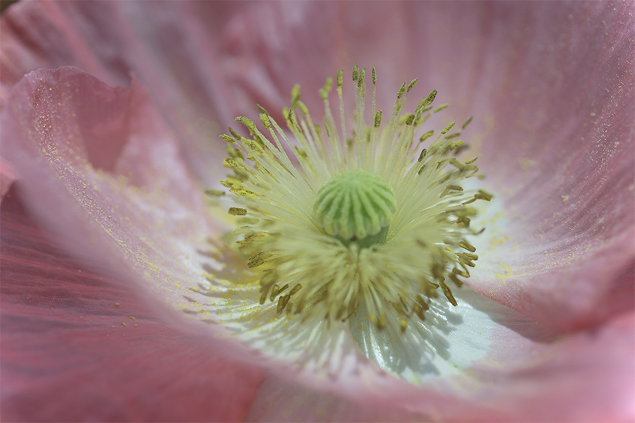 DSC06074花の中は ポピーの城？