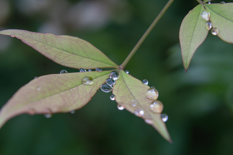 DSC07084. 水無月のナンテンの葉