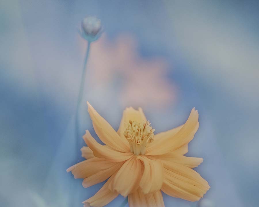 DSC09935.  早く来い 夏空