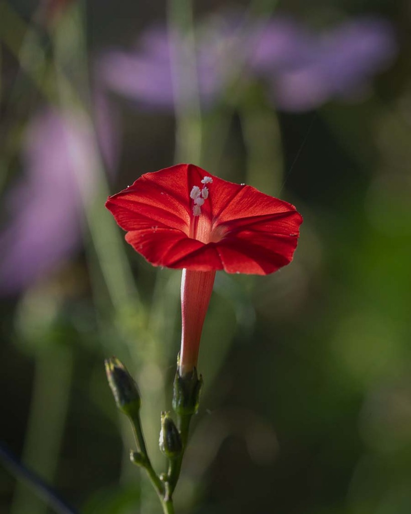 DSC01228. 秋陽に輝く留紅草