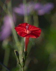 DSC01228. 秋陽に輝く留紅草