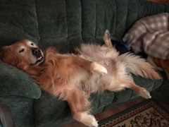 吾輩は犬である