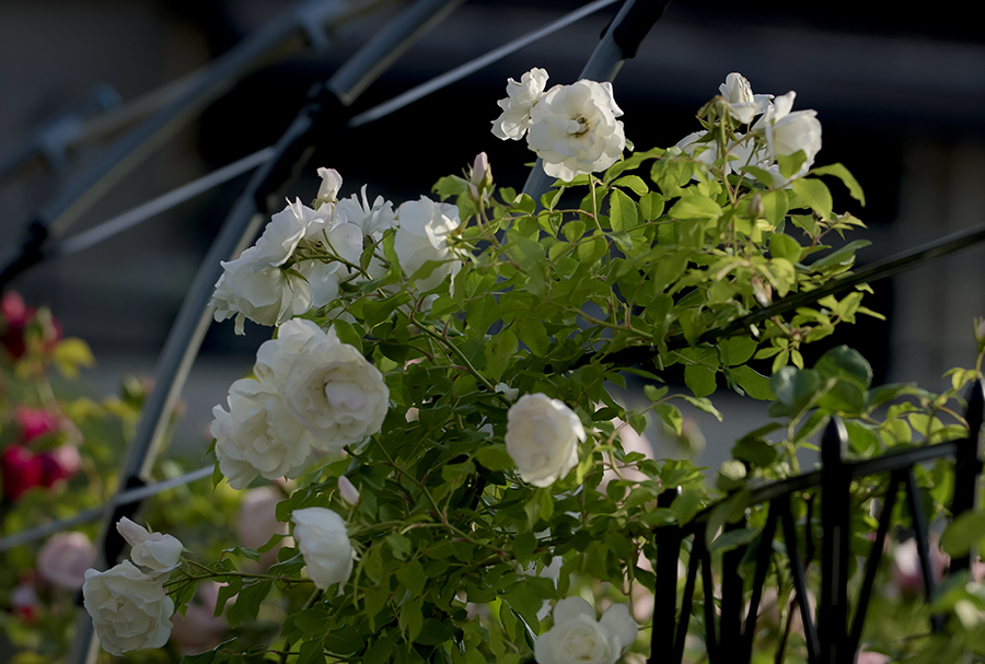 朝の白い薔薇