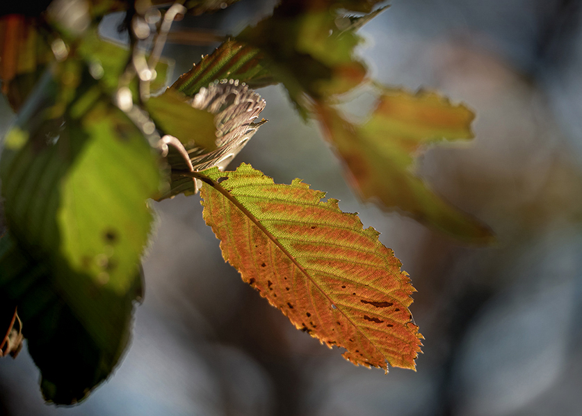 永らえる DSC04347.