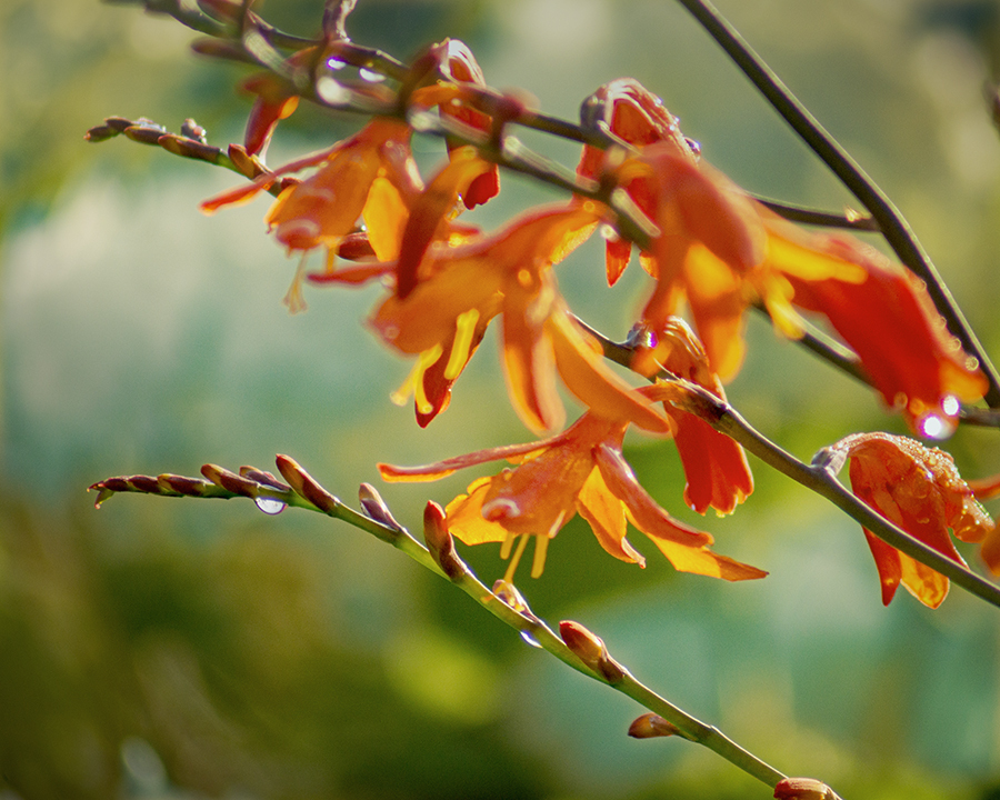 DSC08978.  姫檜扇水仙