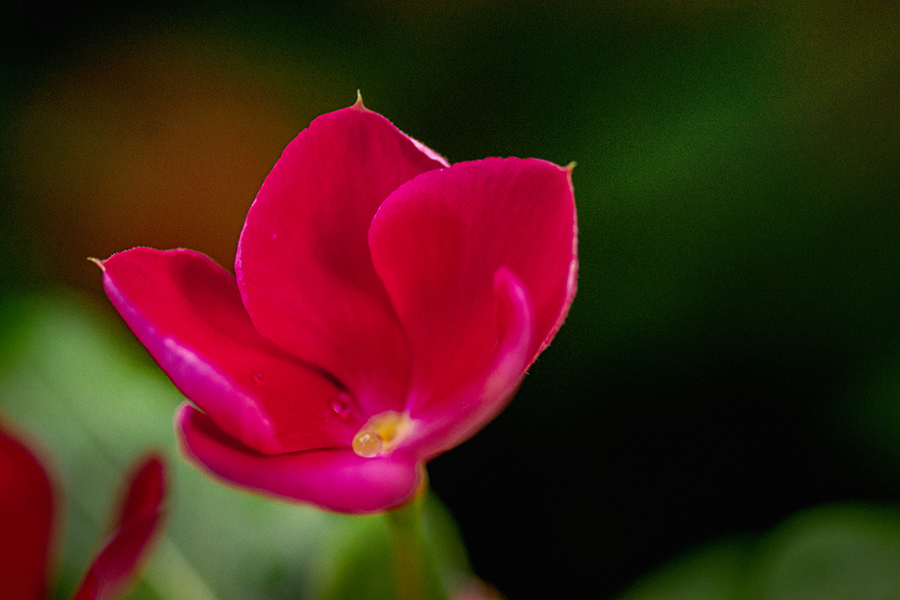 DSC09227. 朱い花に真珠