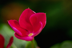 DSC09227. 朱い花に真珠