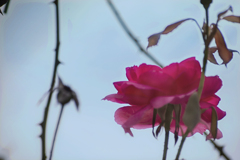 DSC04342 秋の空と薔薇