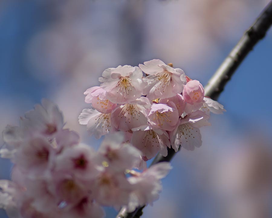 DSC00330. 安行桜