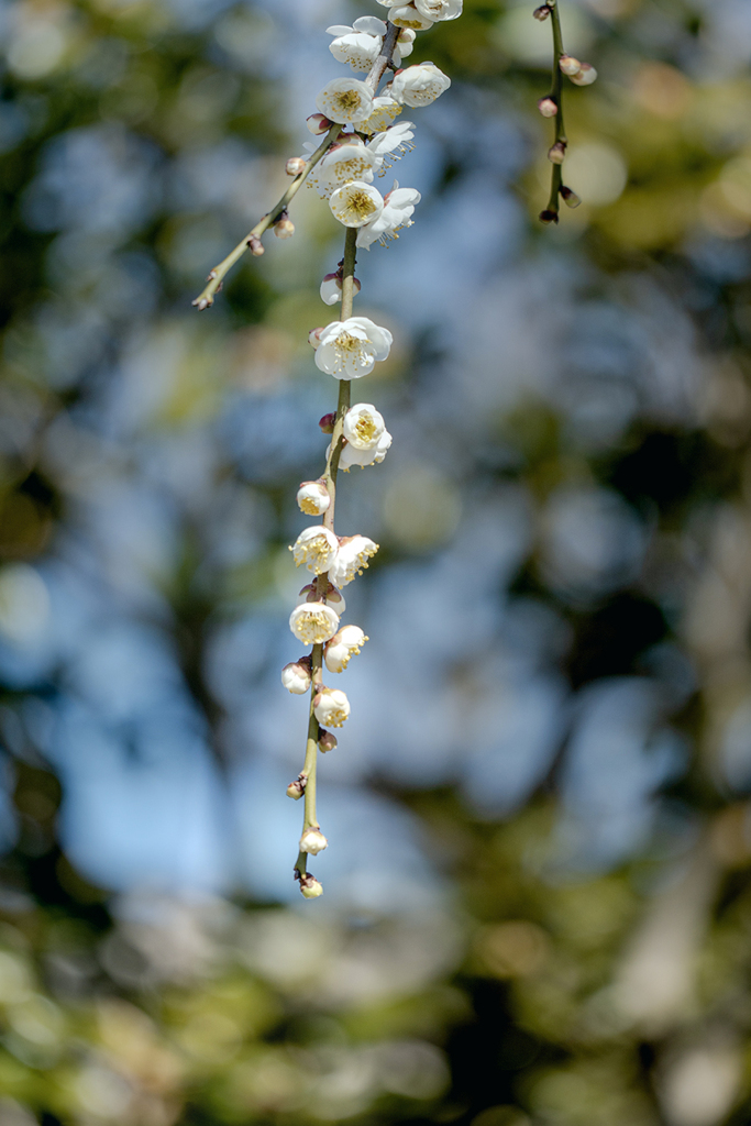 DSC00367.枝垂れる