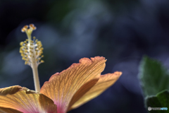 DSC07749 オレンジ ハイビ－3 夏の華