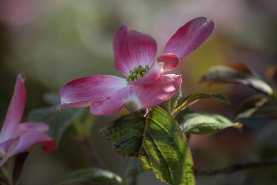 DSC00560.　ダメージリーフ＆ハナミズキの花