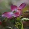 DSC00560.　ダメージリーフ＆ハナミズキの花