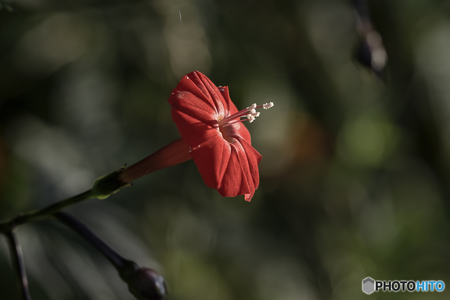 DSC01092 光の中の留紅草