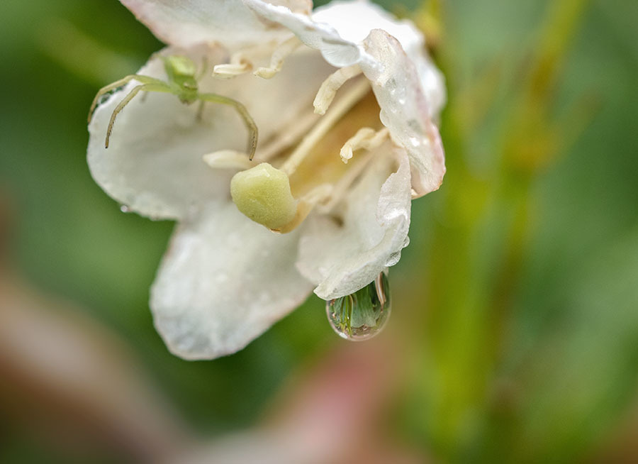 DSC03319  花の小劇場　雨の止み間編