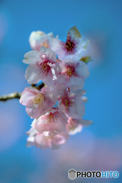 DSC08249-花は咲く-1