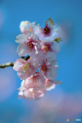 DSC08249-花は咲く-1