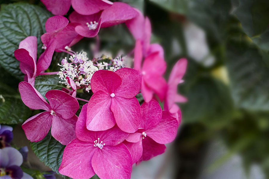 DSC03012 梅雨の彩り