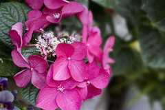 DSC03012 梅雨の彩り