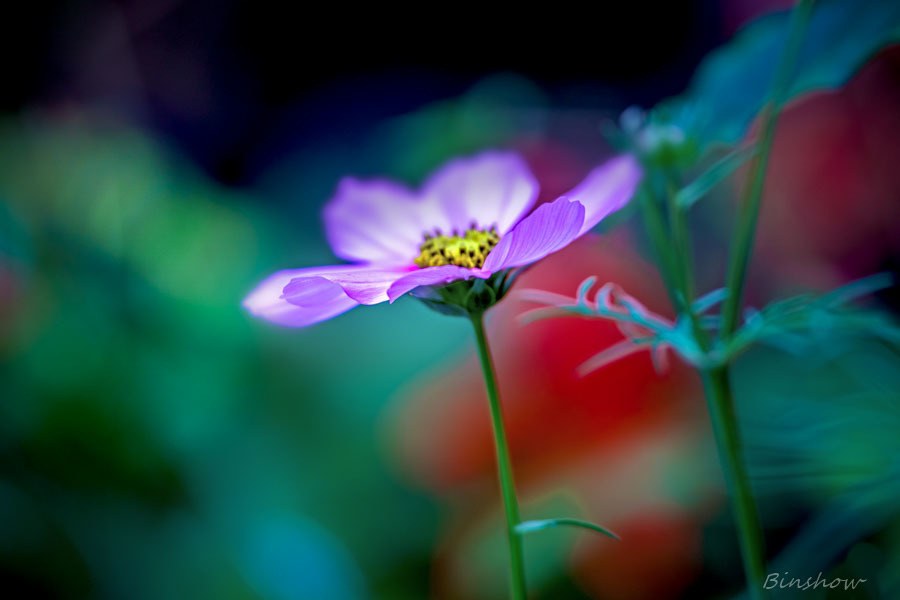 DSC02515-コスモス-7