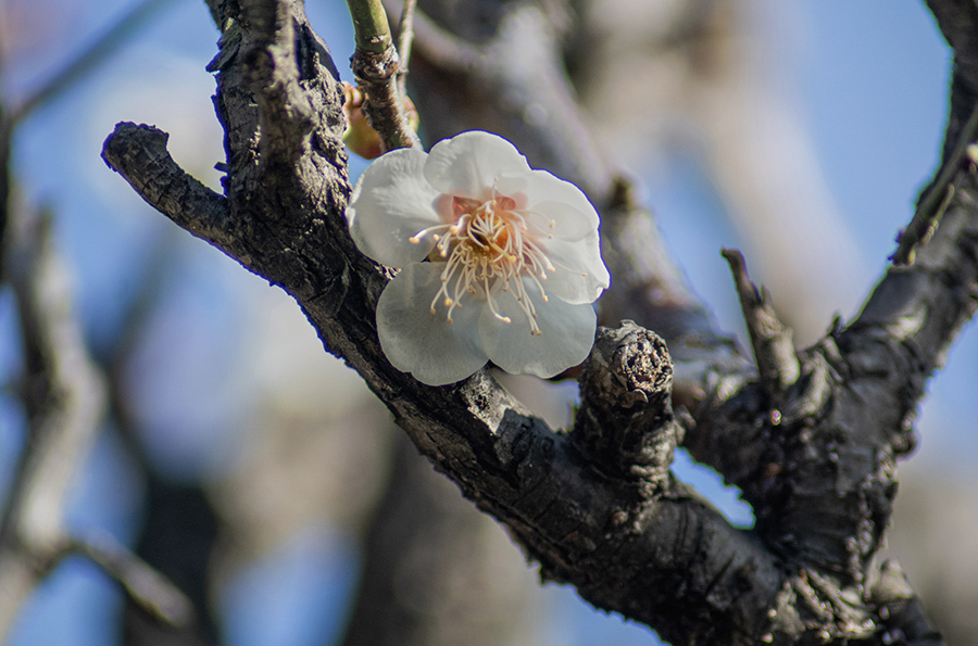 DSC09957.　春光燦燦