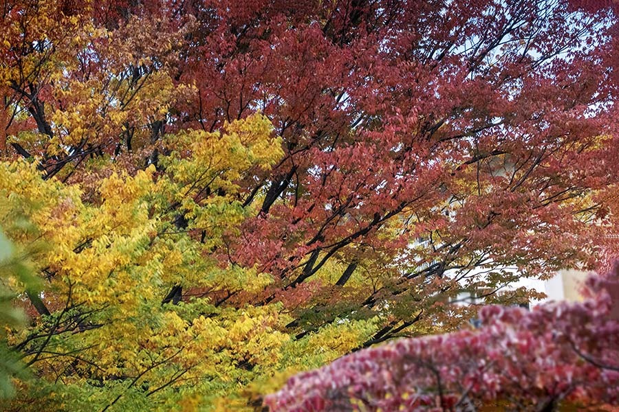 散策道の秋もよう  DSC04309.