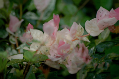 DSC02362. 夏の花