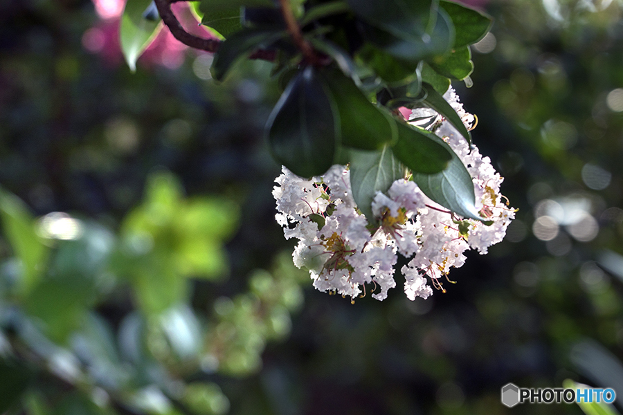 DSC08273華麗な一瞬