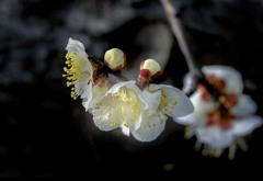 DSC03491. 陽光燦燦 春来たる 