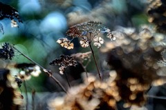 DSC06553. 冬花火.