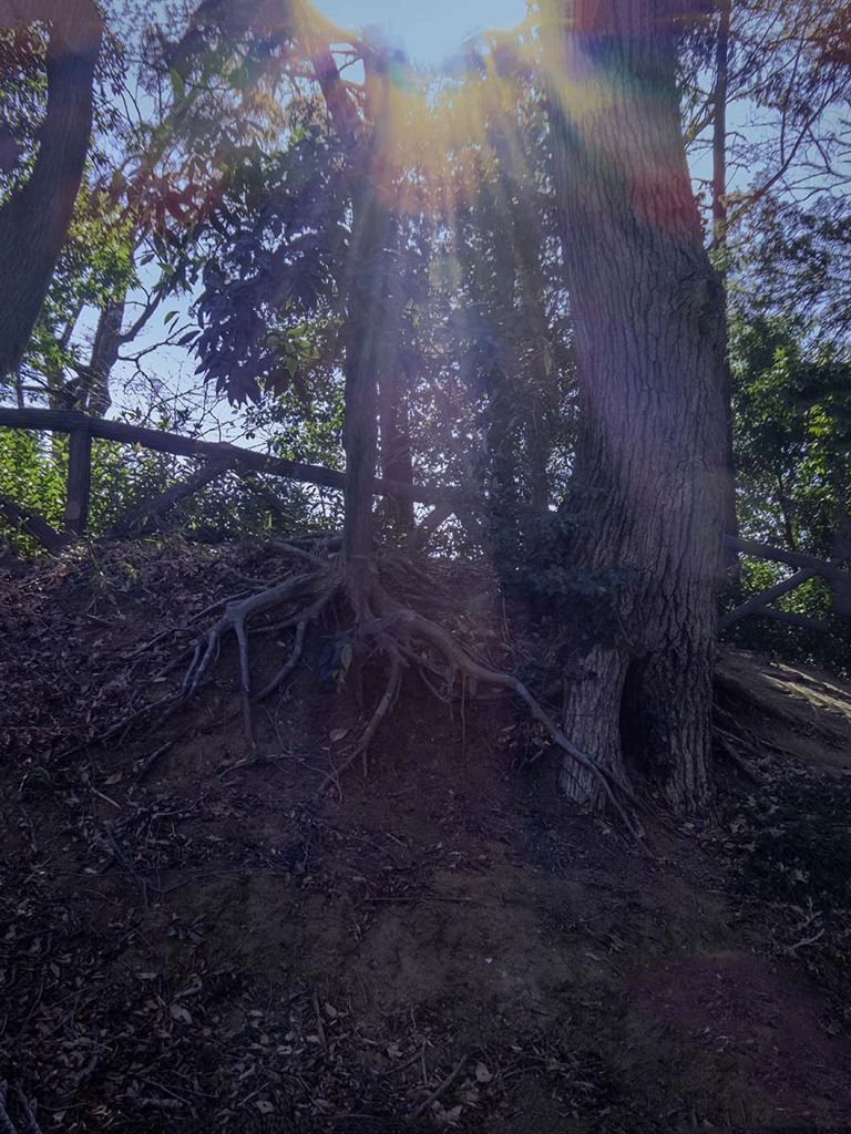 欅の大樹　P1060170