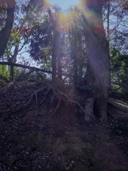 欅の大樹　P1060170