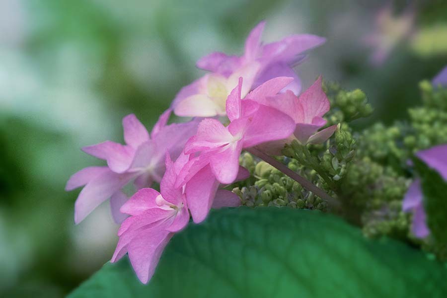 朝陽は恵む DSC03649 by Binshow (ID:13546204) - 写真共有サイト:PHOTOHITO