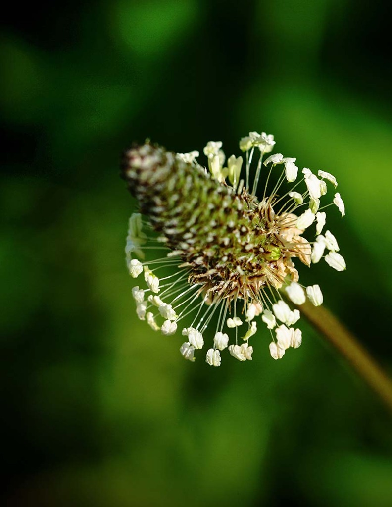 DSC03073  土手の野草