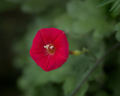 DSC04586. 今年も逢えたね留紅草 jpg