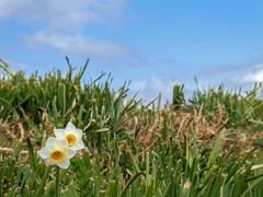 土手の冬もよう　P1060034