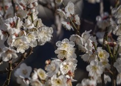 DSC04970. 対峙は花の世界にもある？