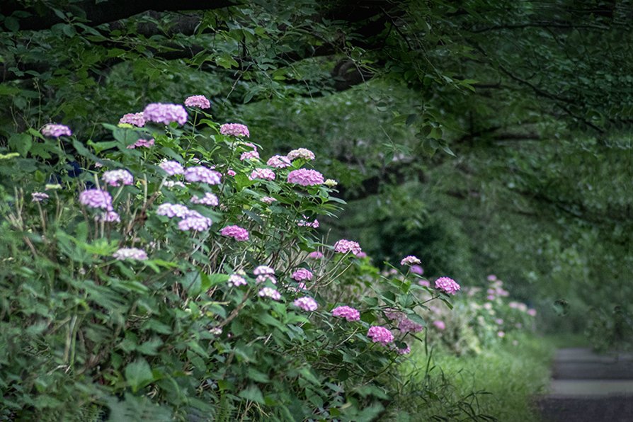 DSC08767. 紫陽花の小径