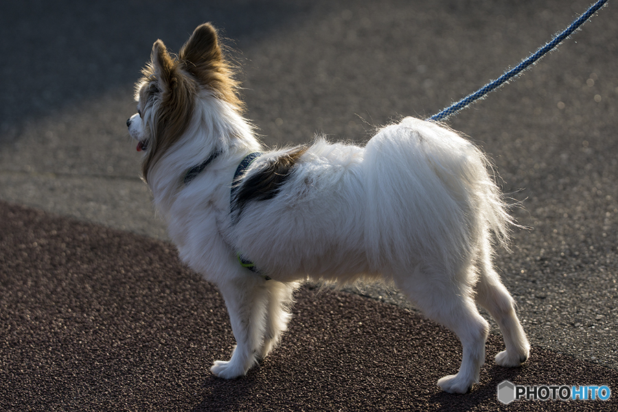DSC05283 何を見つめているの？