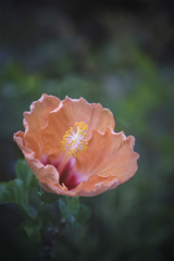 DSC04530 開花し始めました-2